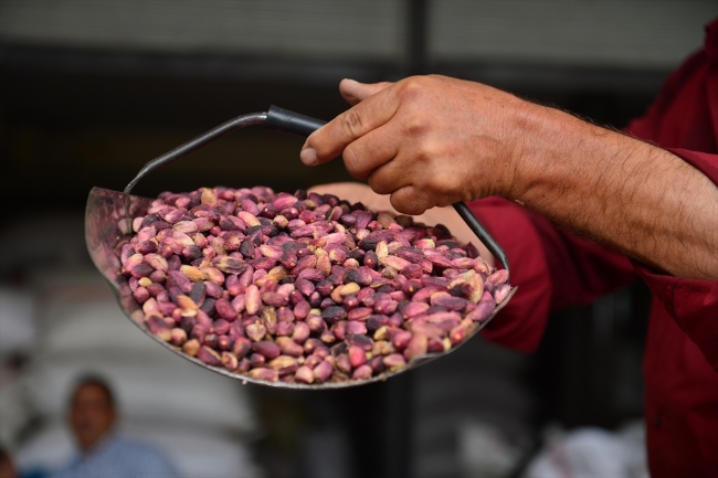 Antep fıstığının dalından baklavaya uzanan serüveni